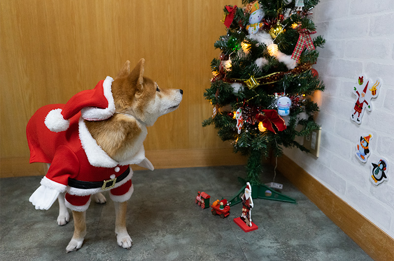 クリスマスツリーを見つめる柴犬亜門(あもん)