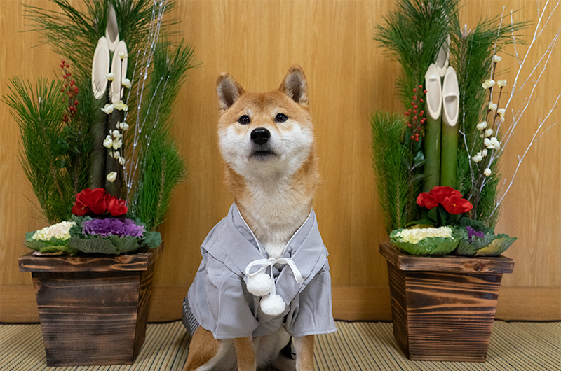 犬用の袴を着て門松の横でオスワリする柴犬亜門さん(あもんさん)
