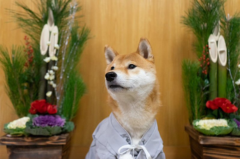 門松と犬用の袴を着た柴犬亜門さん(あもんさん)