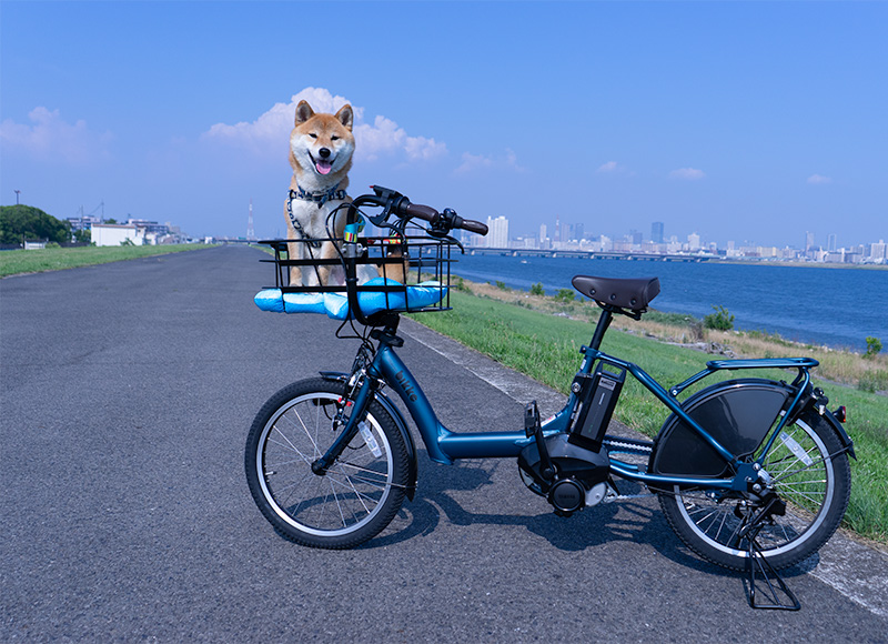 電動自転車に乗った柴犬亜門さん(あもさん)