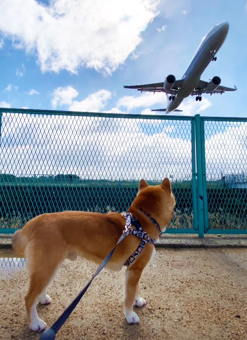 大阪国際空港(伊丹空港)に着陸する飛行機と柴犬亜門さん