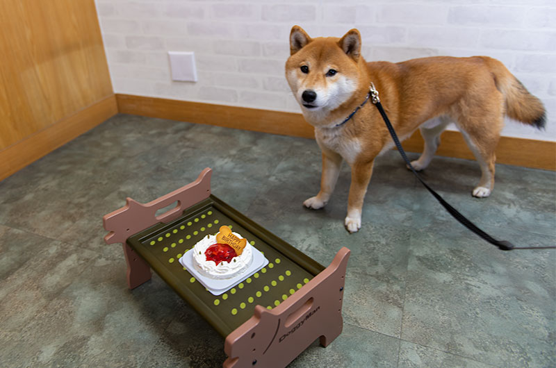 柴犬亜門さんと4歳のバースデーケーキ