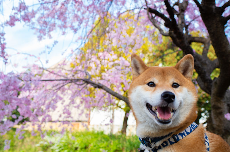 枝垂れ桜の前にいる柴犬亜門さん