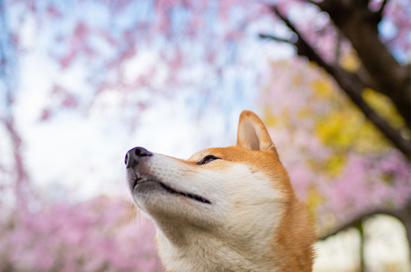 枝垂れ桜の下にいる柴犬亜門さん