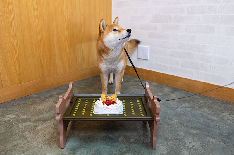 柴犬亜門さんと4歳のバースデーケーキ