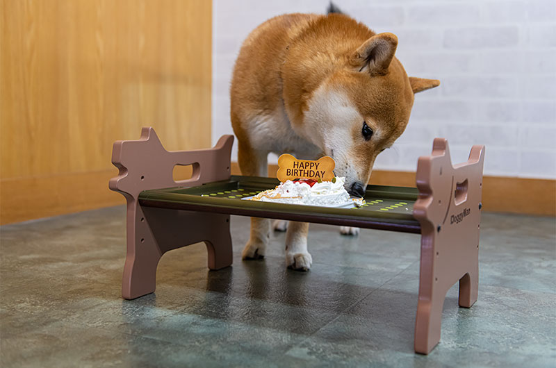 バースデーケーキを食べる柴犬亜門さん