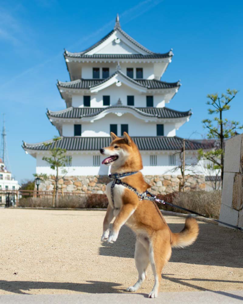 尼崎城と柴犬亜門さん