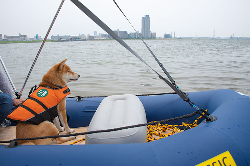 ゴムボートで淀川をクルージングする柴犬あもさん