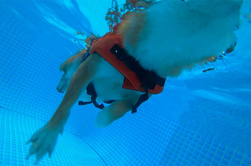 水中カメラ 犬かきでプールを泳ぐ柴犬亜門さん