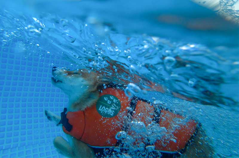 水中カメラ　水中に飛び込んだ柴犬亜門さん