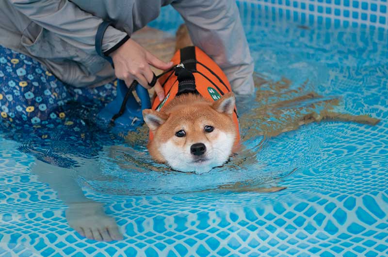 プールで泳ぎの特訓する柴犬亜門さん
