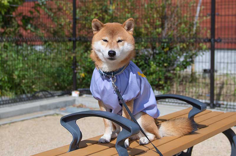 犬服 幼稚園のスモックを着てベンチに座る柴犬亜門さん