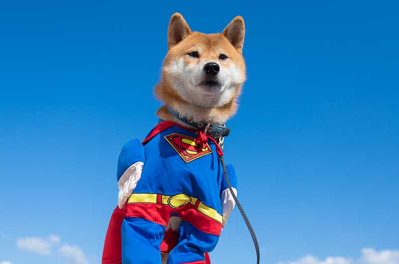 スーパーマンになった柴犬亜門さん
