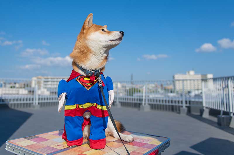 犬服 スーパーマンを着た柴犬亜門さん