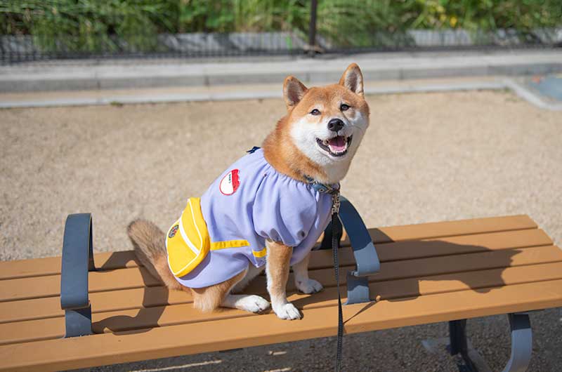 犬服 幼稚園のスモックを着た柴犬亜門さん