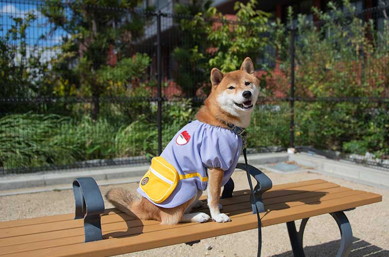 犬服 幼稚園のスモックを着てベンチに座る柴犬亜門さん
