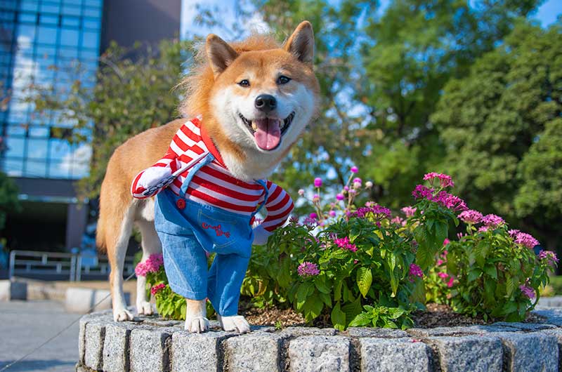 犬服 チャイルドプレイ チャッキーを着た柴犬亜門さん