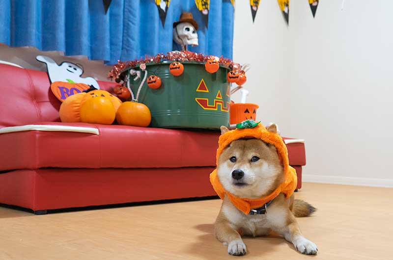 犬服 かぼちゃ 3段を着て寝そべる柴犬亜門さん