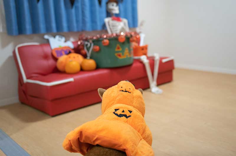 犬服 かぼちゃ 3段を着た柴犬亜門さん