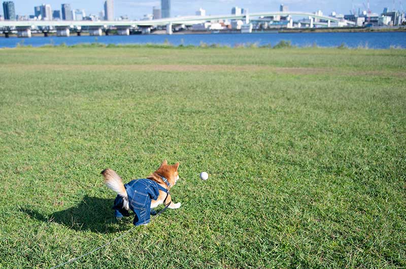 犬服 Lee オーバーオールを着て淀川の河川敷でボール遊びをする柴犬亜門さん