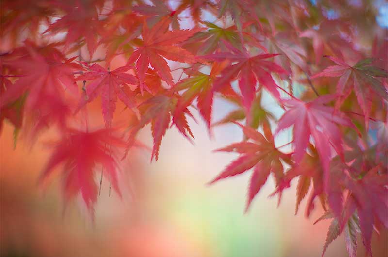 高城山展望台の美しい紅葉