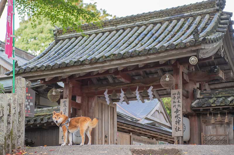 吉水神社を訪れた柴犬亜門さん
