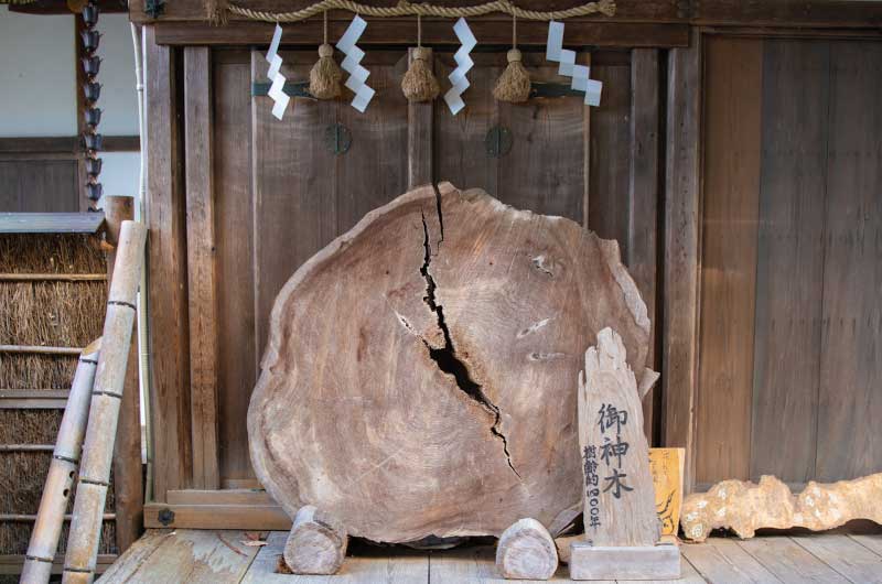 吉水神社　樹齢400年のご神木