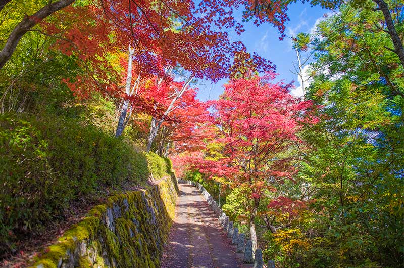 高城山展望台の紅葉