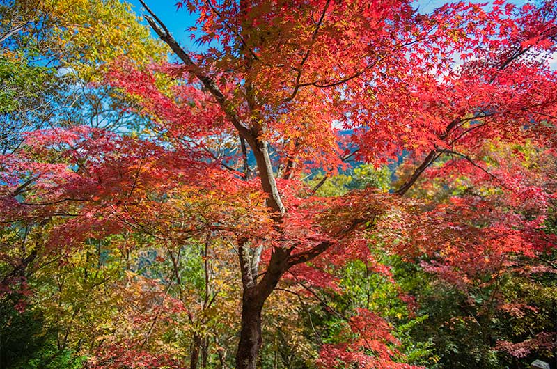 高城山展望台の紅葉