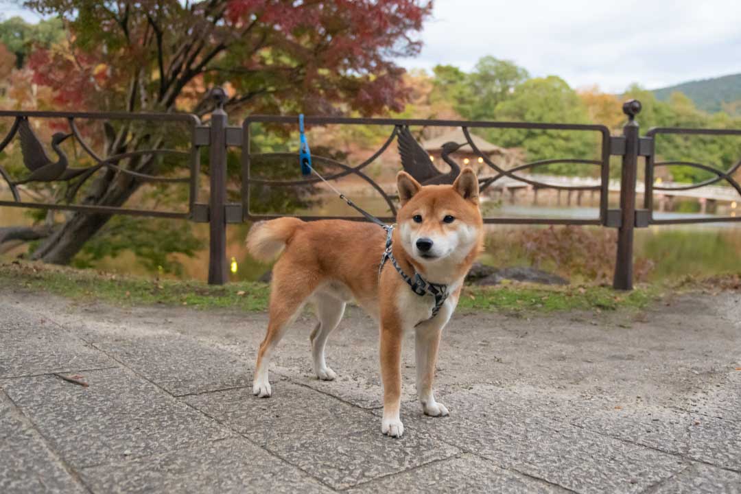 奈良公園　浮見堂(うきみどう)の周辺にいる柴犬亜門さん