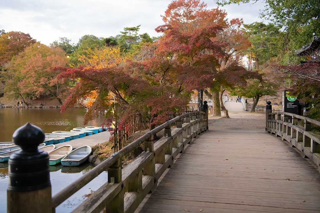奈良公園　鷺池(さぎいけ)