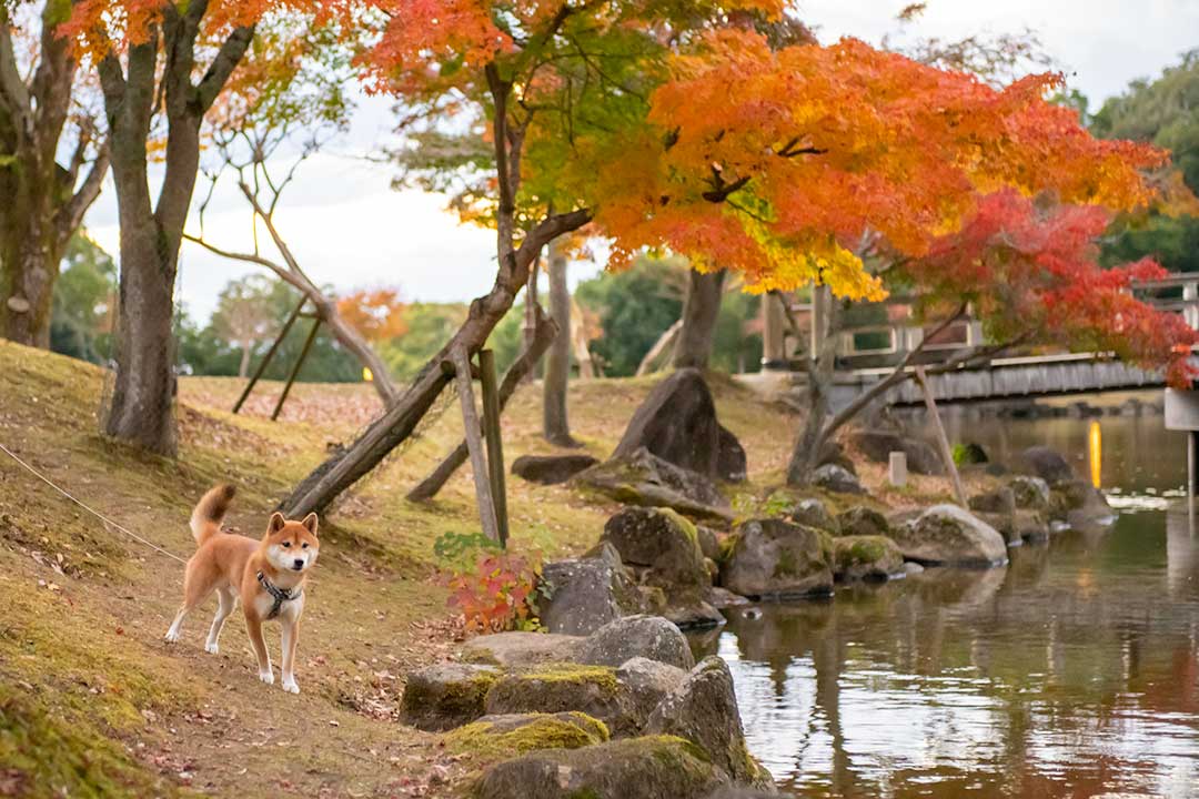 奈良公園　鷺池(さぎいけ)の紅葉と亜門さん