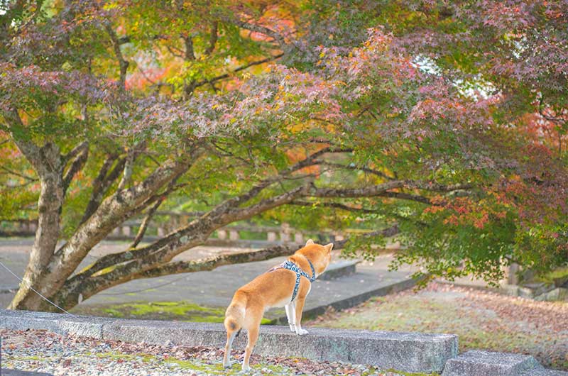 吉野神宮の紅葉と柴犬亜門さん