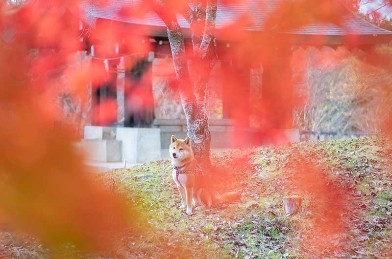 吉野神宮の紅葉と柴犬亜門さん