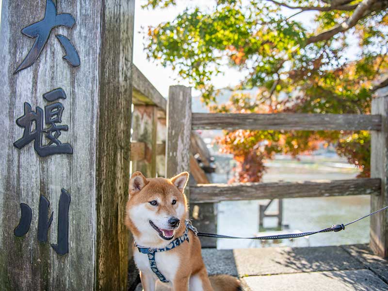 嵐山　渡月橋のたもとでお座りする柴犬亜門さん