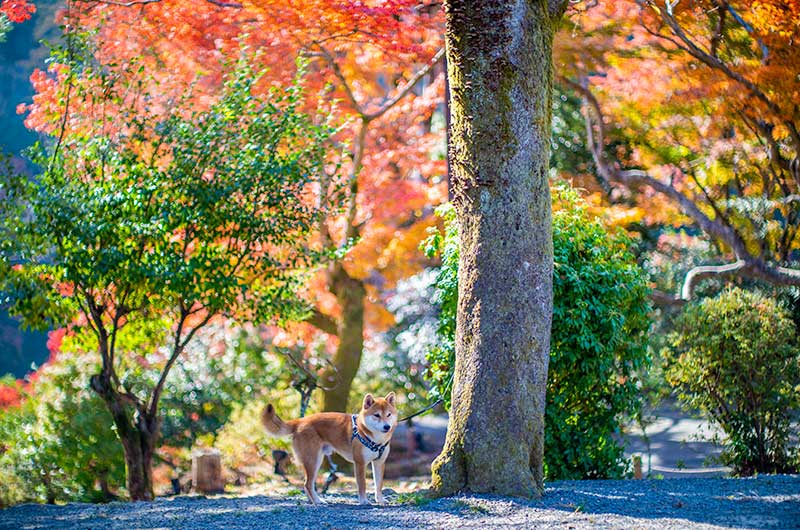 嵐山公園亀山地区の紅葉と柴犬亜門さん