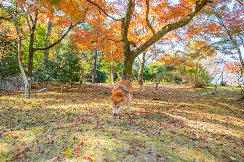 嵐山公園亀山地区をお散歩する柴犬亜門さん