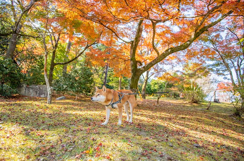 嵐山公園亀山地区をお散歩する柴犬亜門さん