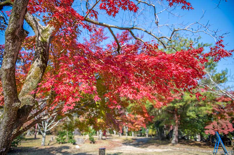 嵐山公園亀山地区の中にある休憩所付近の紅葉