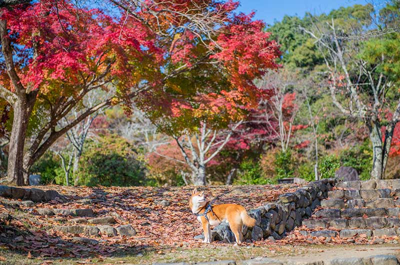 嵐山公園亀山地区の中にある休憩所付近の紅葉と柴犬亜門さん