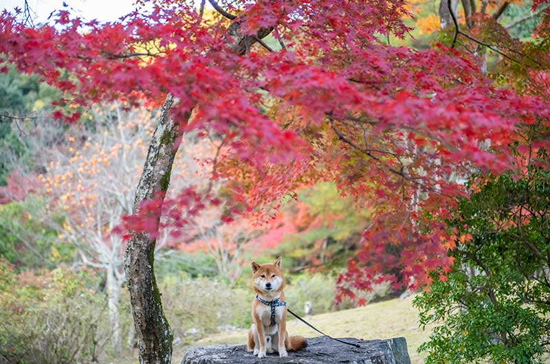 嵐山公園亀山地区の紅葉と岩の上に乗っている柴犬亜門さん