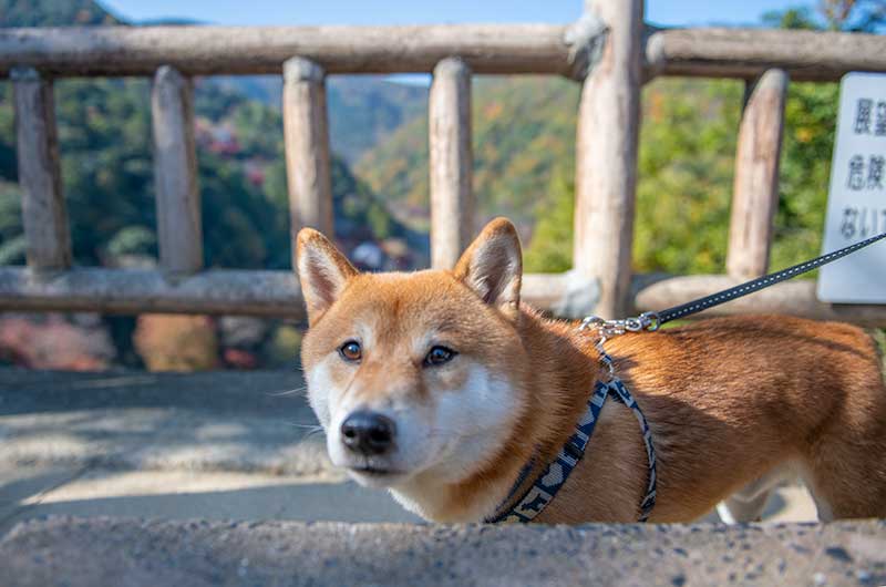 嵐山公園亀山地区の展望台にいる柴犬亜門さん