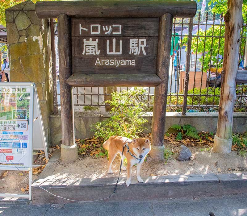 トロッコ嵐山駅と柴犬亜門さん