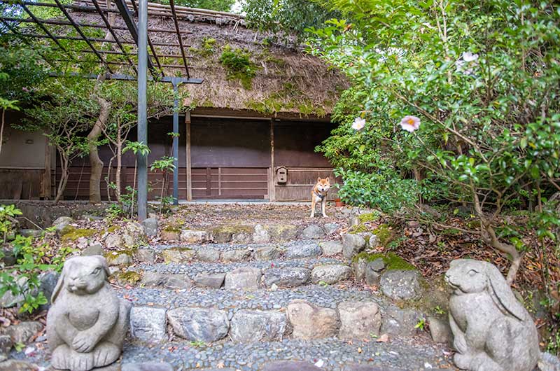 嵐山公園亀山地区の中にある家屋と柴犬亜門さん