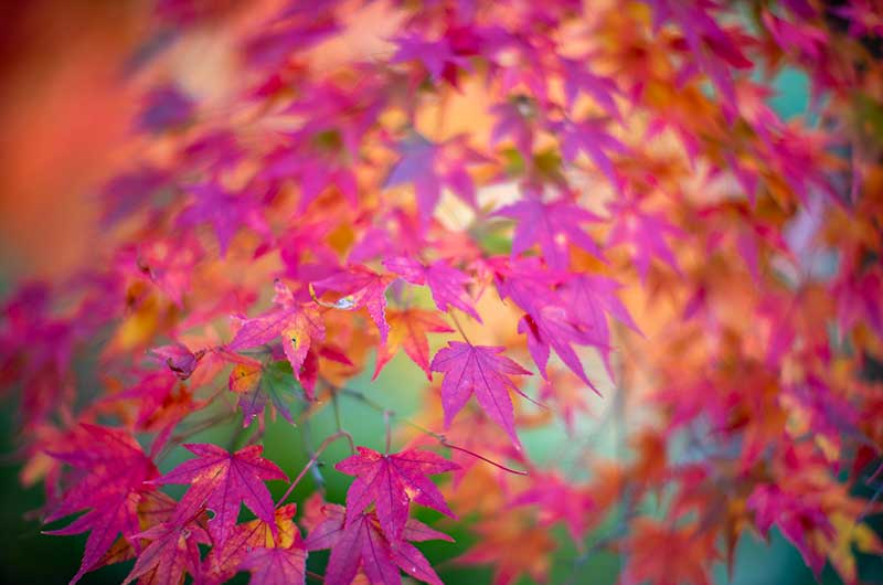 嵐山公園亀山地区の紅葉