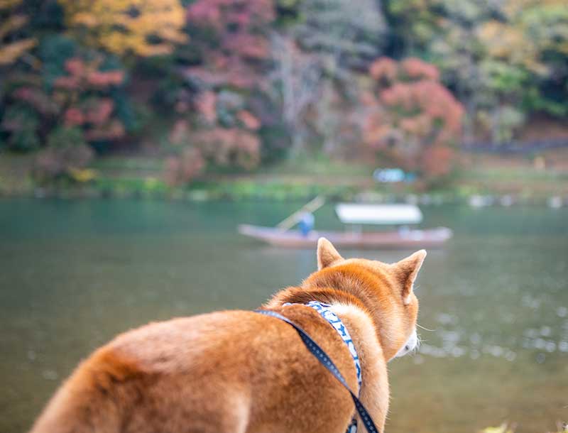 桂川に浮かぶ屋形船を眺める柴犬亜門さん