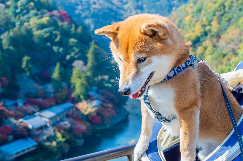 嵐山公園亀山地区の展望台から見える保津峡と犬リュックに入っている柴犬亜門さん