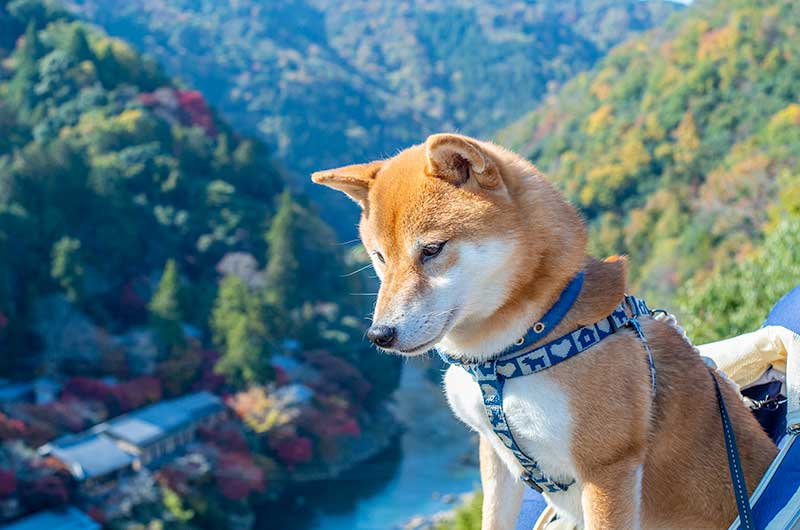 嵐山公園亀山地区の展望台から見える保津峡と犬リュックに入っている柴犬亜門さん