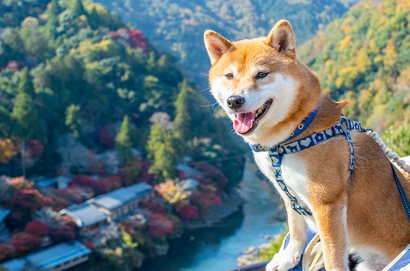 嵐山公園亀山地区の展望台から見える保津峡と犬リュックから身を乗り出す柴犬亜門さん