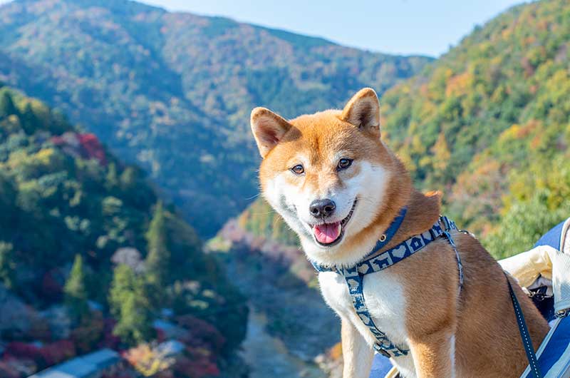 嵐山公園亀山地区の展望台から見える保津峡と犬リュックから身を乗り出す柴犬亜門さん